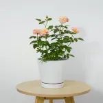 000000000075400835-UN-06