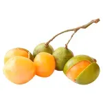 000000000009449532-KG-01