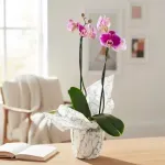 000000000070397234-UN-02