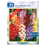 Bulbo-Sol-Naciente-Gladiola-Mixta-1-51872