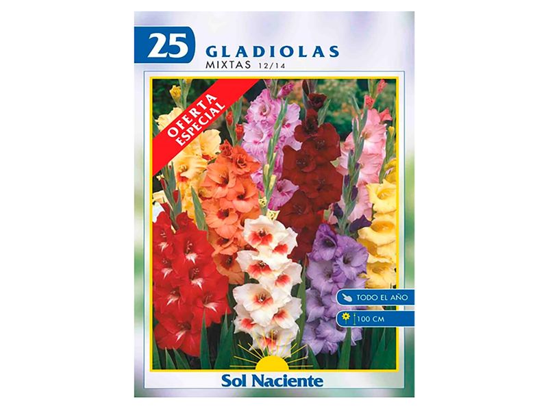 Bulbo-Sol-Naciente-Gladiola-Mixta-1-51872