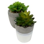 Suculentas-Con-Base-De-Barro-Gris-2-54141