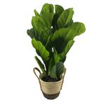 Msg-Planta-Larga-75Cm-Con-Base-De-Mimbre-1-68058