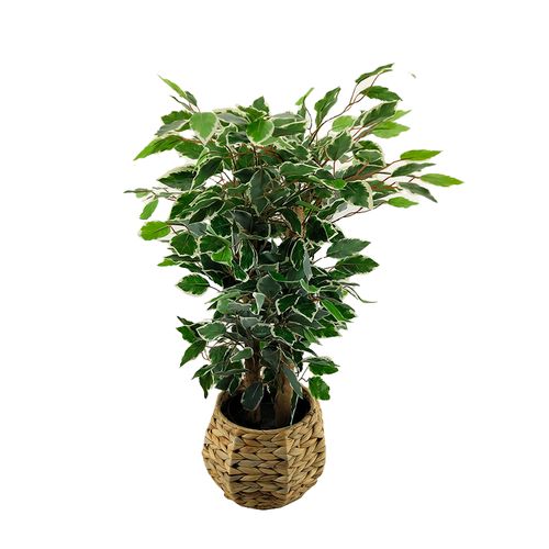 Msg Planta Roble 75Cm Con Base De Mimbre