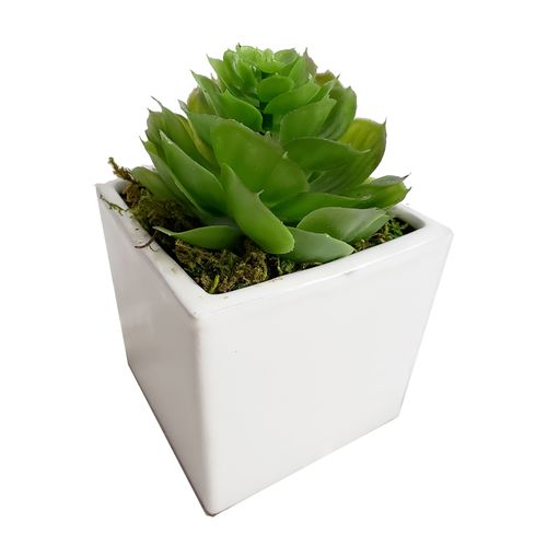 Suculenta En Cubo Blanco