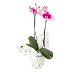 Planta-Orquidea-Phanealopsis-Unidad-1-47729