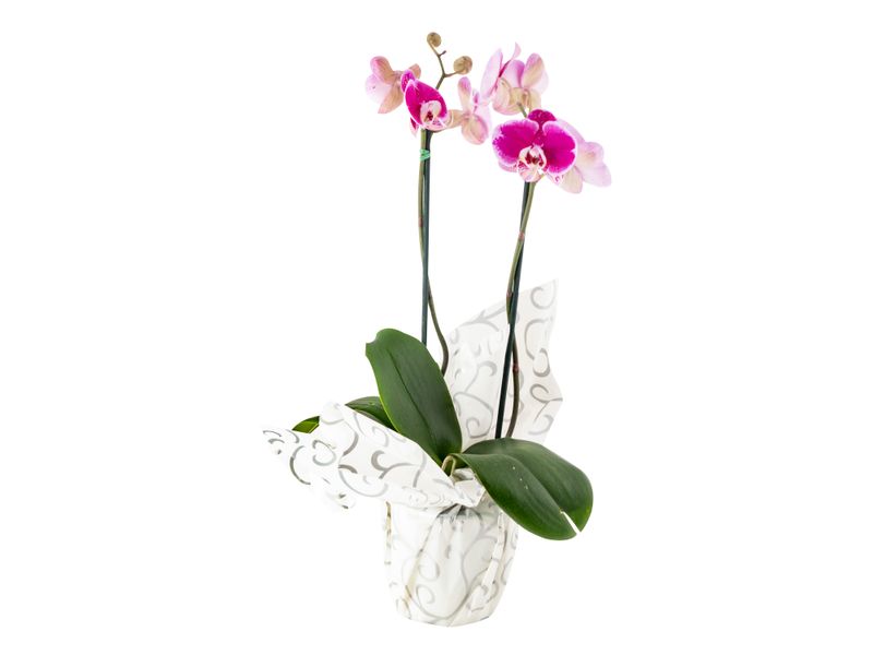 Planta-Orquidea-Phanealopsis-Unidad-1-47729