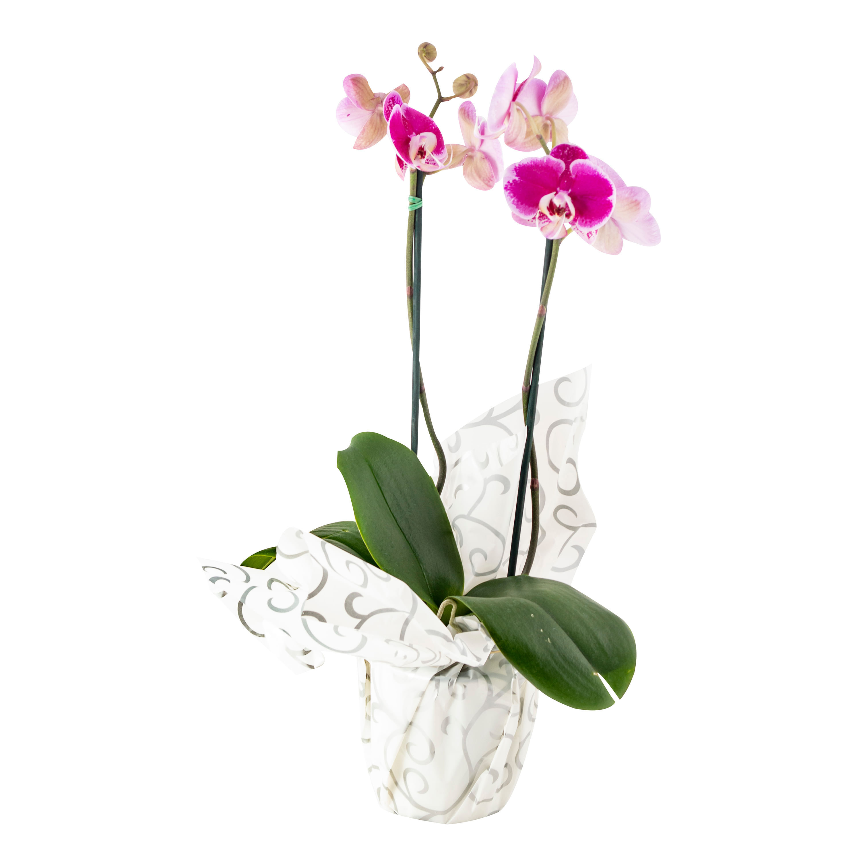 Planta-Orquidea-Phanealopsis-Unidad-1-47729