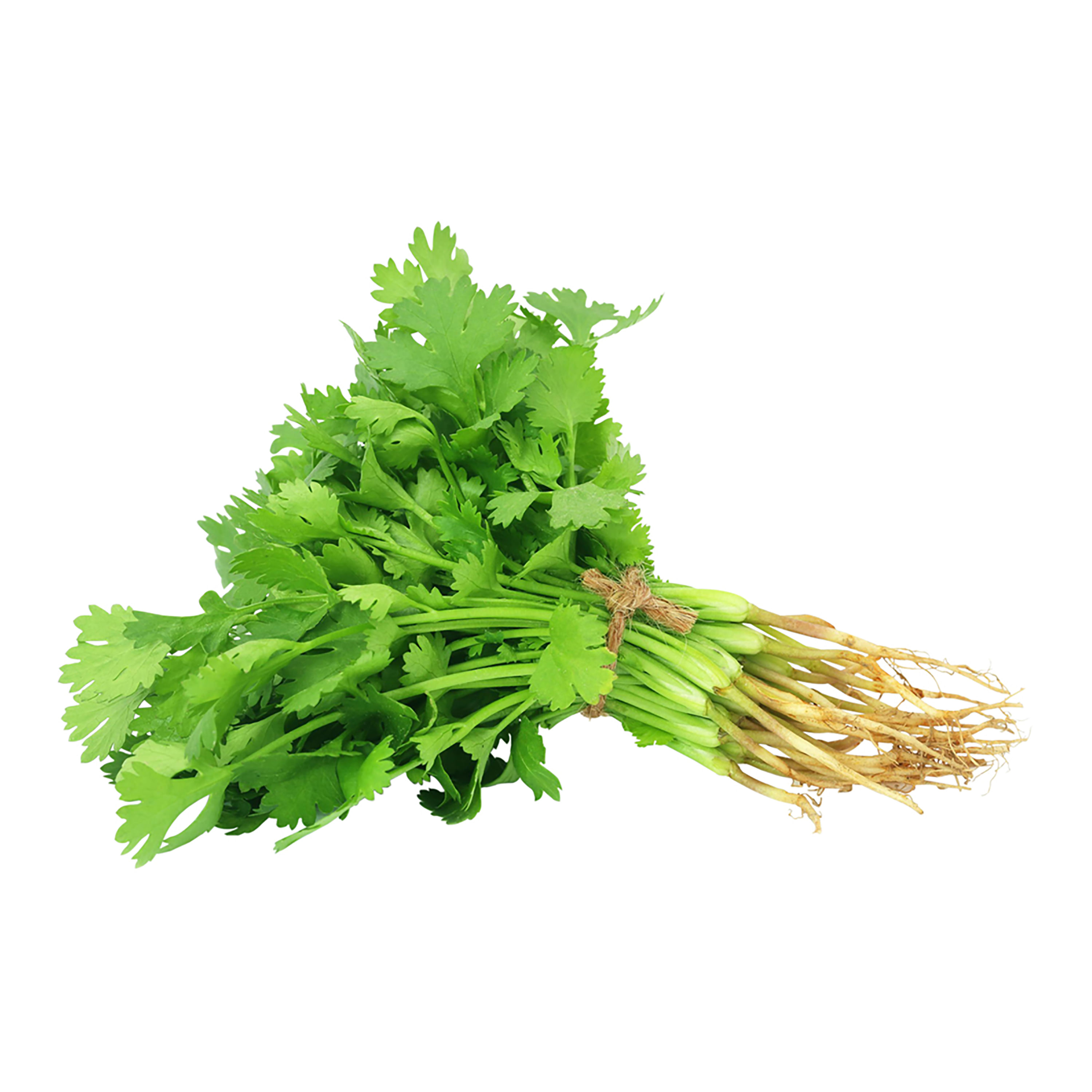 Culantro-Empacado-Bolsa-1-63942