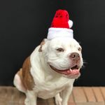 Gorro-Para-Mascotas-Holiday-Time-Dise-o-Santa-25-Cm-Modelo-0408138-1Wa-4-69495
