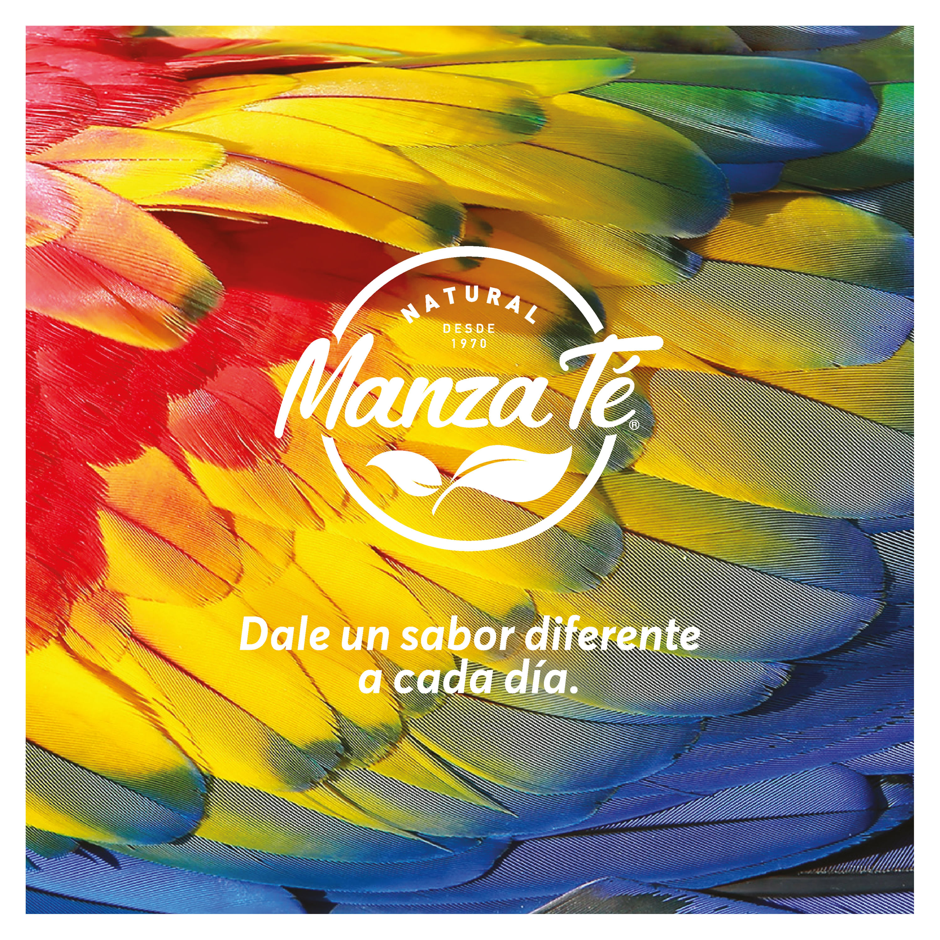Manzanilla Anis – Manza Té