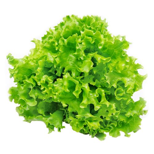 Lechuga Americana unidad