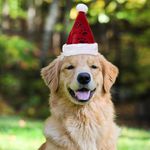 Gorro-Para-Mascotas-Holiday-Time-Dise-o-Santa-25-Cm-Modelo-0408138-1Wa-3-69495