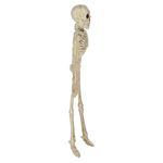 Esqueleto-decorativo-Way-to-Celebrate-peque-o-8-pulgadas-3-87092