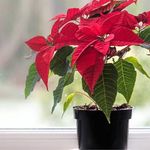 000000000070060210-UN-02