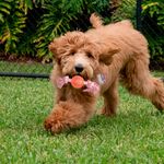 Juguete-Ol-Roy-Con-Cuerda-Color-Para-Perro-4-77723