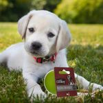 Pelotas-Ol-Roy-Con-Rebote-Para-Perro-5-77727