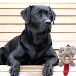 Peluche-Ol-Roy-Elefante-Para-Perro-5-77732