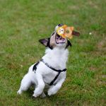 Peluche-Ol-Roy-Mono-Para-Perro-5-77733