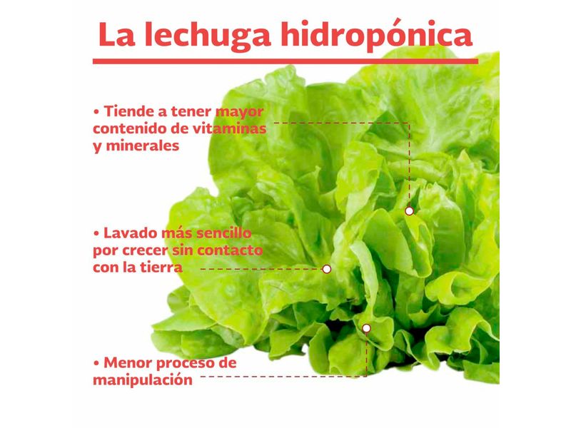 3-Pack-Lechuga-Salanova-Hidroponica-Unidad-3-27247