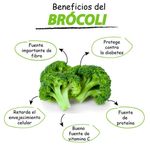 Brocoli-Empacado-1Kg-2-A-3-Unidades-Aproximadamente-3-26250