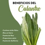 Culantro-Coyote-En-Rollo-3-26762