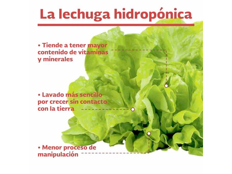 3-Pack-Lechuga-Crespy-Hidroponica-3-27245