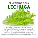 Lechuga-Americana-unidad-3-38481