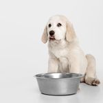 Alimento-Ascan-Perro-Adulto-Raza-Mediana-Y-Grande-12-Meses-En-Adelante-1kg-5-35651