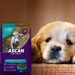 Alimento-Ascan-Perro-Cachorro-Raza-Grande-Y-Mediana-2-Hasta-12-Meses-1kg-4-72875