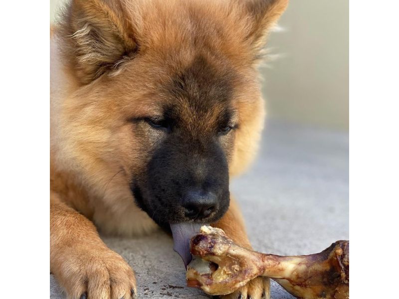 Snacks-Pork-Bone-Mas-Q-Pets-1U-Ea-5-100741