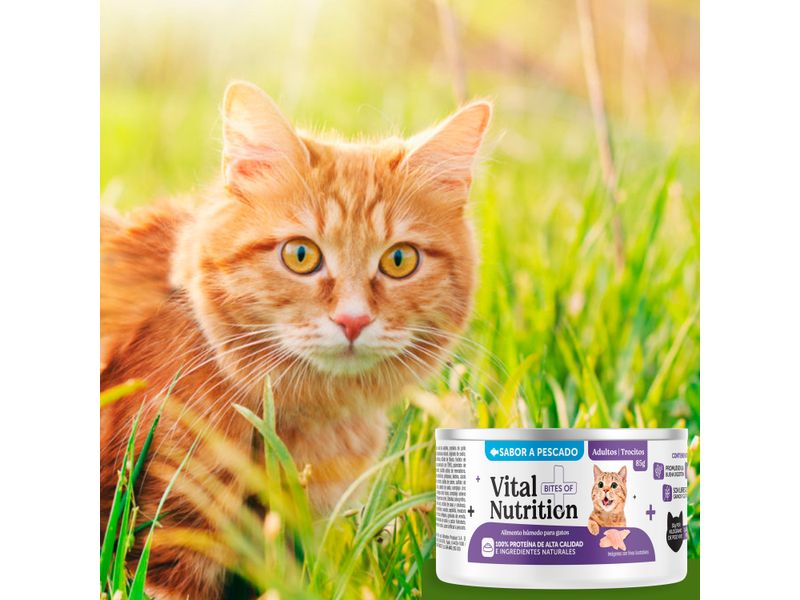 Alimento-H-medo-Vital-Nutrition-Para-Gato-Adulto-Sabor-Pescado-Lata-85g-8-103073