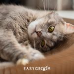 Champu-Easygroom-Gato-Antilagri-Pa-400Ml-6-46009