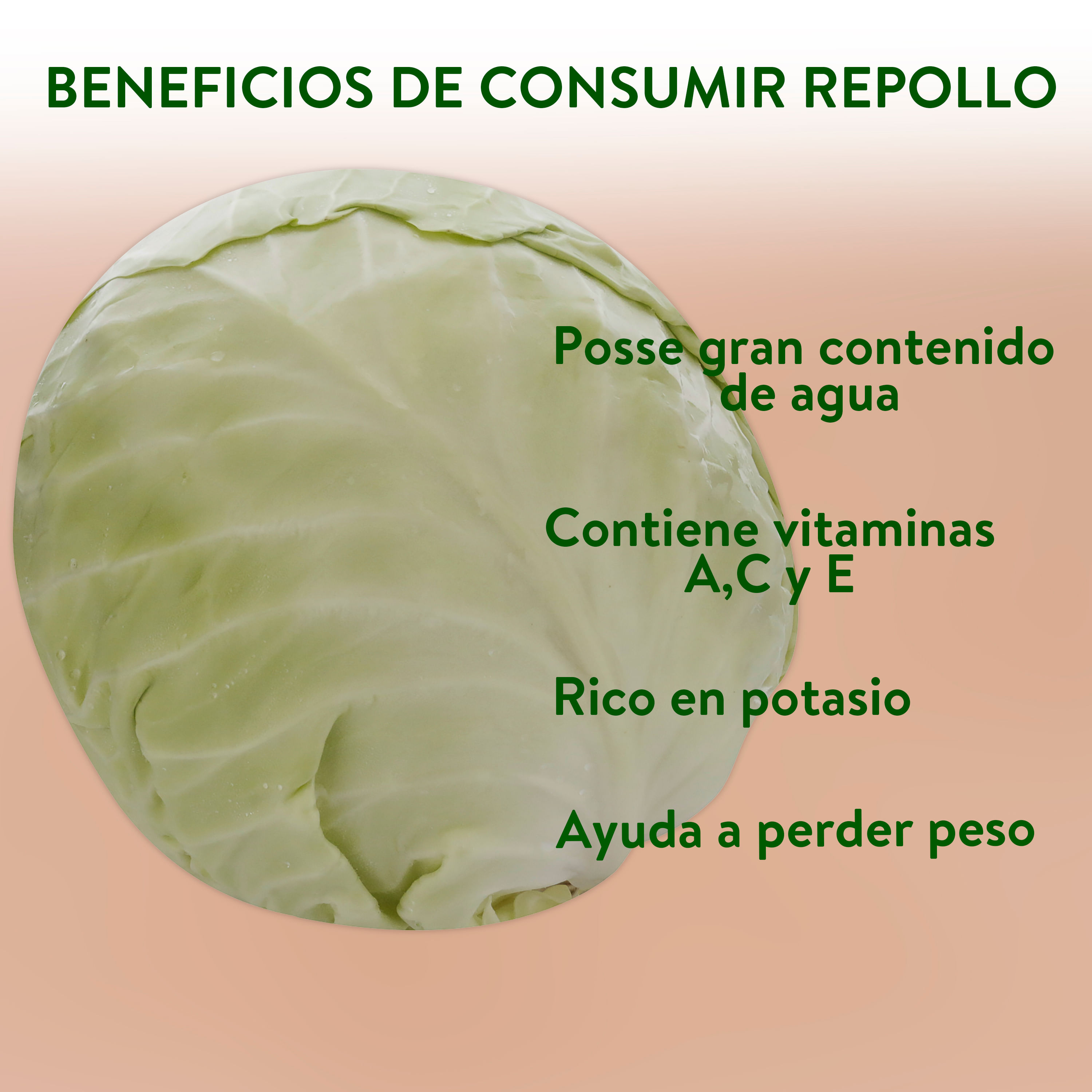 Comprar Repollo cosecha - aproximadamente un repollo mediano por kg ...