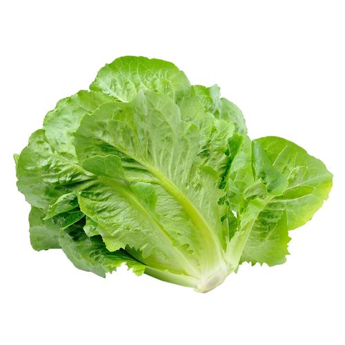 Lechuga Romana unidad