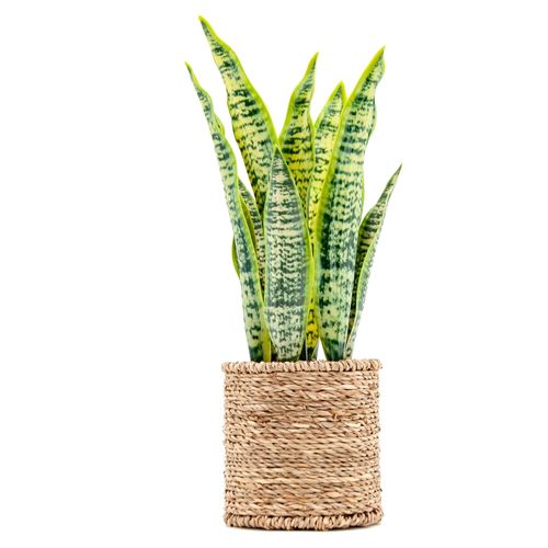Planta Mainstays artificial -36 cm