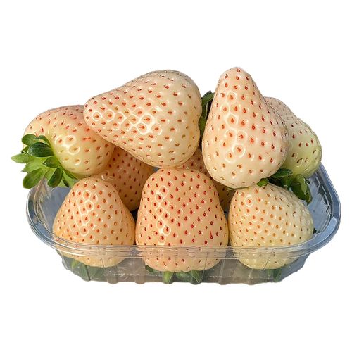 Fresa Florida Pearl de Importación en Bandeja - 400 g