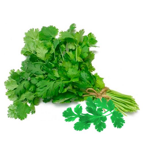 Culantro En Rollo unidad